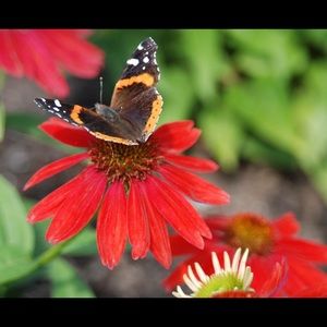 Meet your Posher, Diane